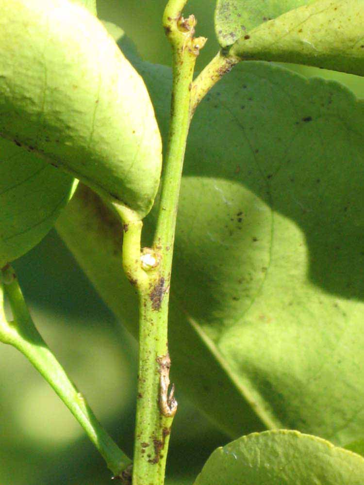            First year twig (Winter Haven, FL)   